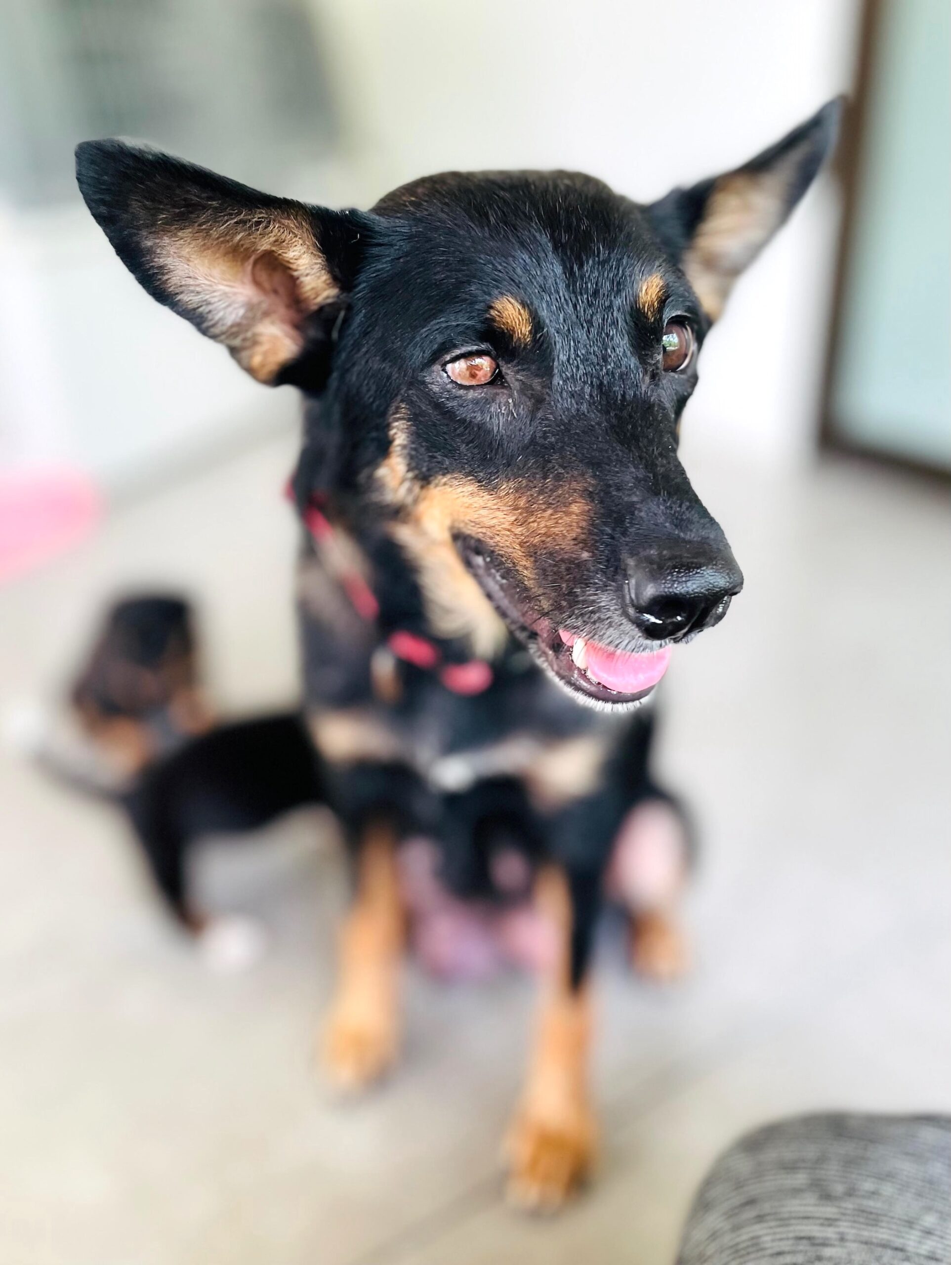 Handsome black mama dog with brown eyes.