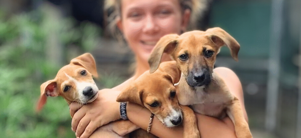 un puñado de cachorros para adoptar el EL Refugio, Uvita, Costa Rica