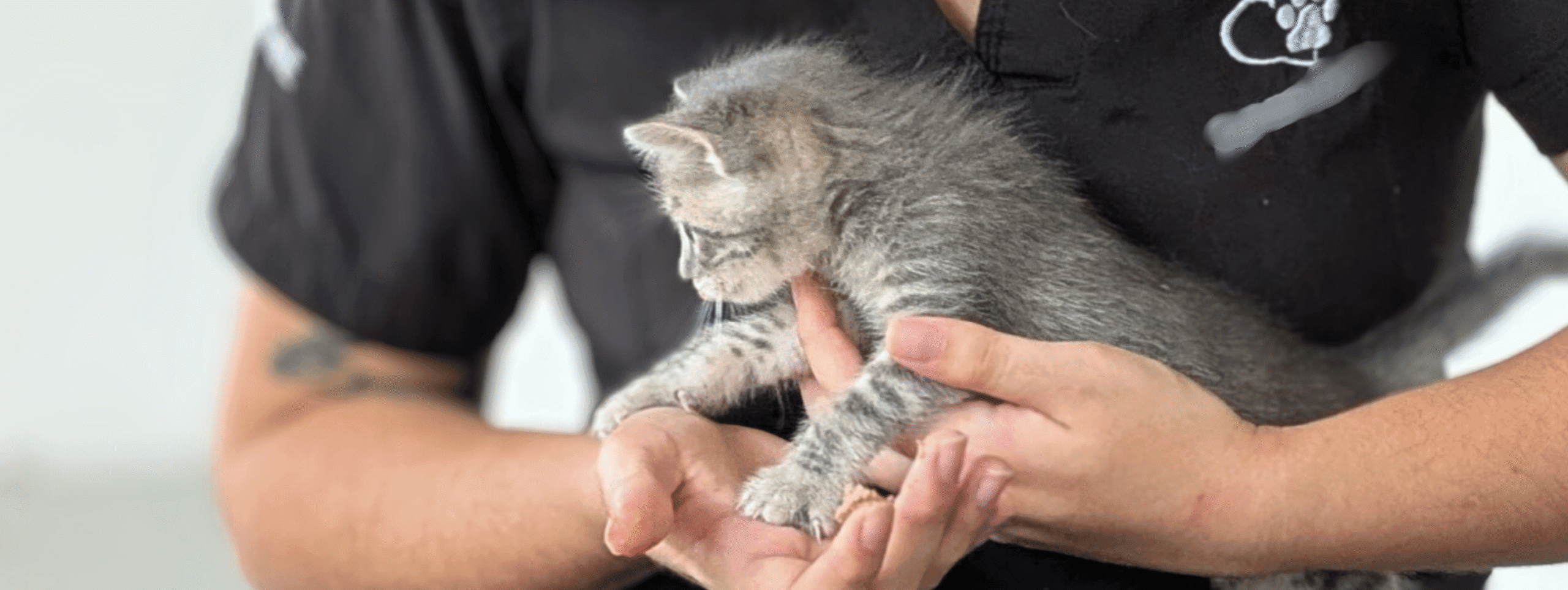holding kitty