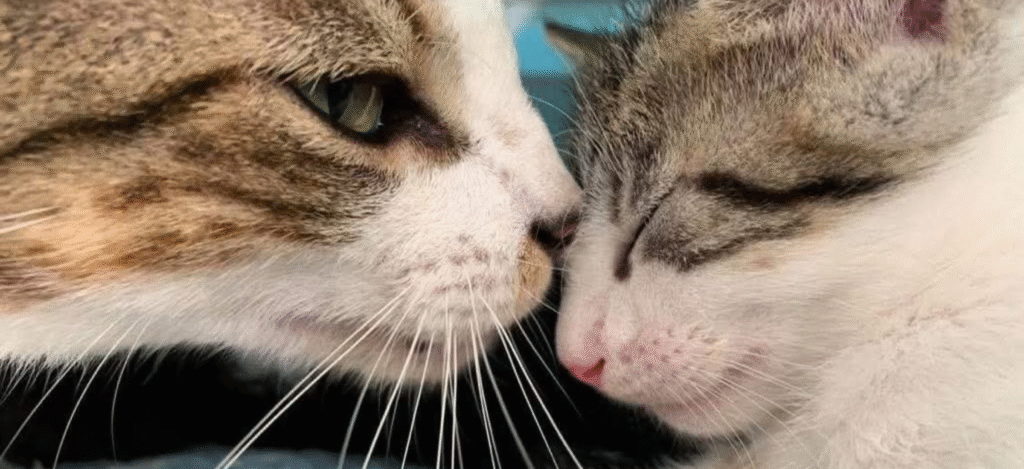 adoptar un gato de el refugio, uvita costa rica