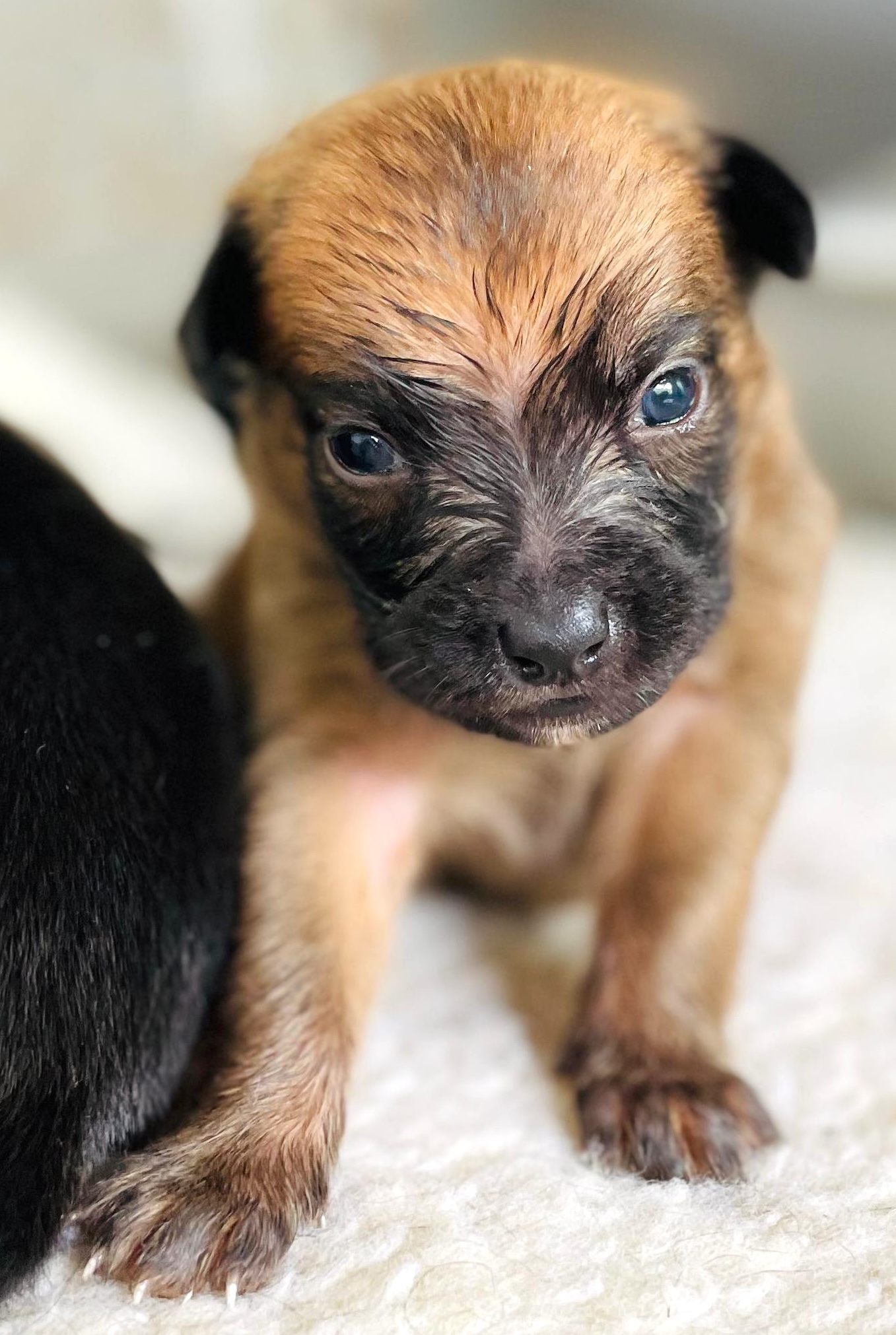 Brown puppy with black markings