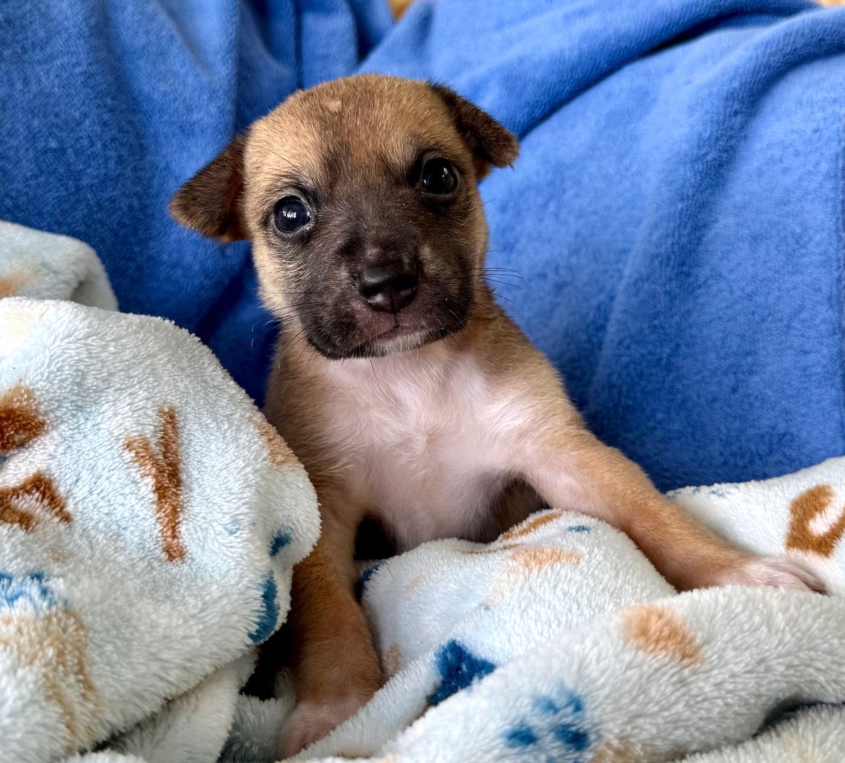 Brown dog with black markings
