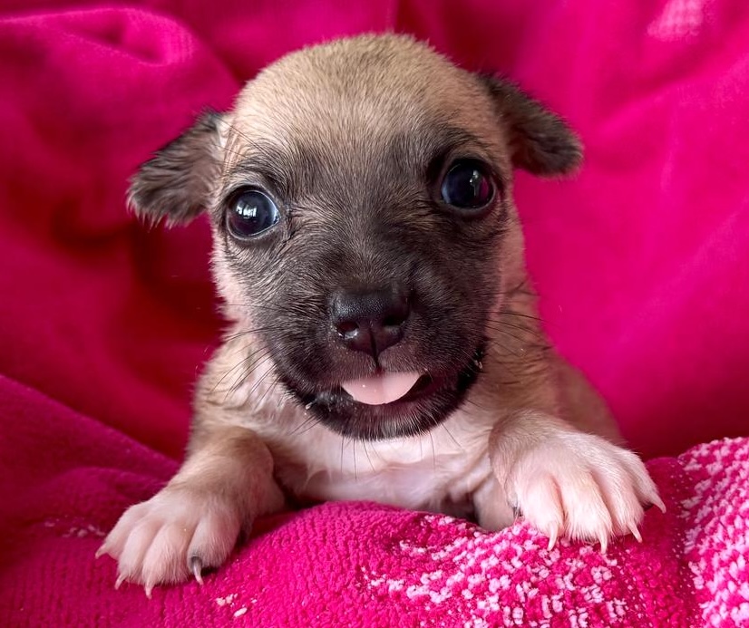 Brown and black puppy