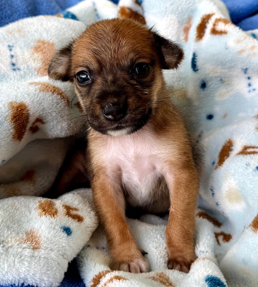 Brown puppy with black and white markings