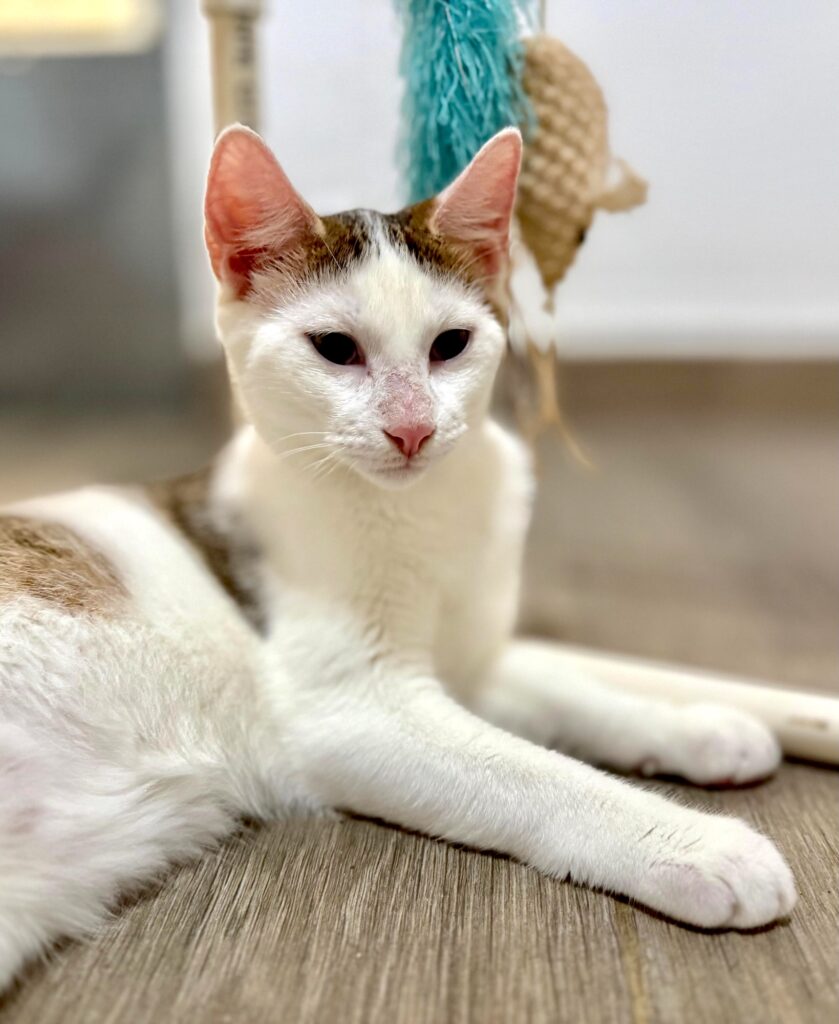 White cat with grey tabby spots