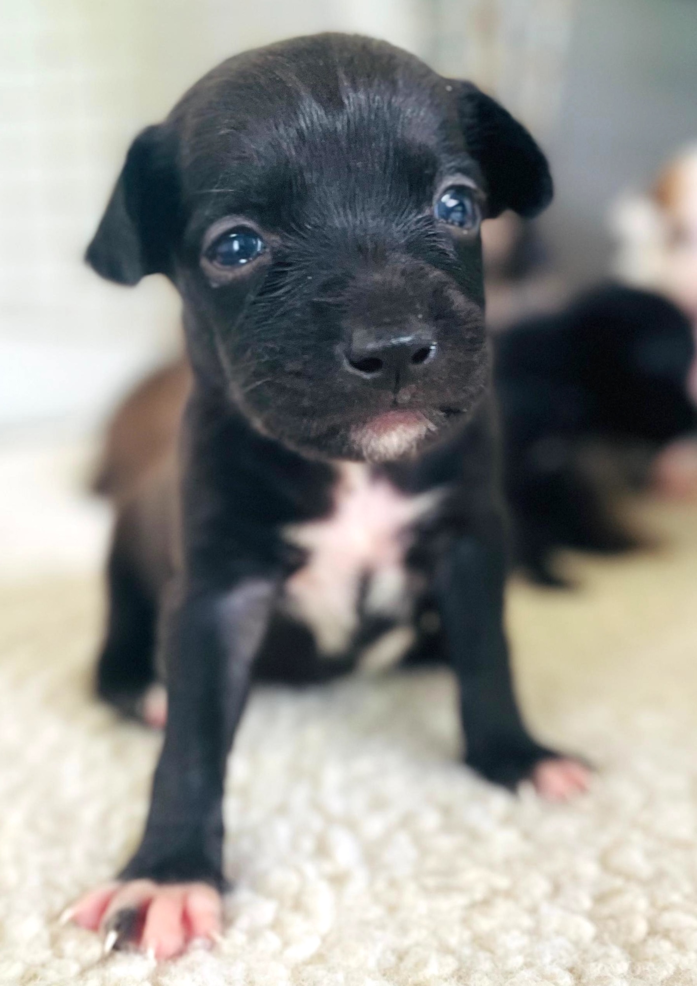 Black puppy with white chest