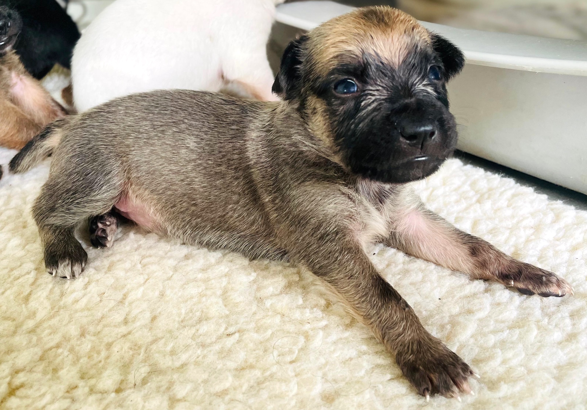 Mixed black/tan puppy
