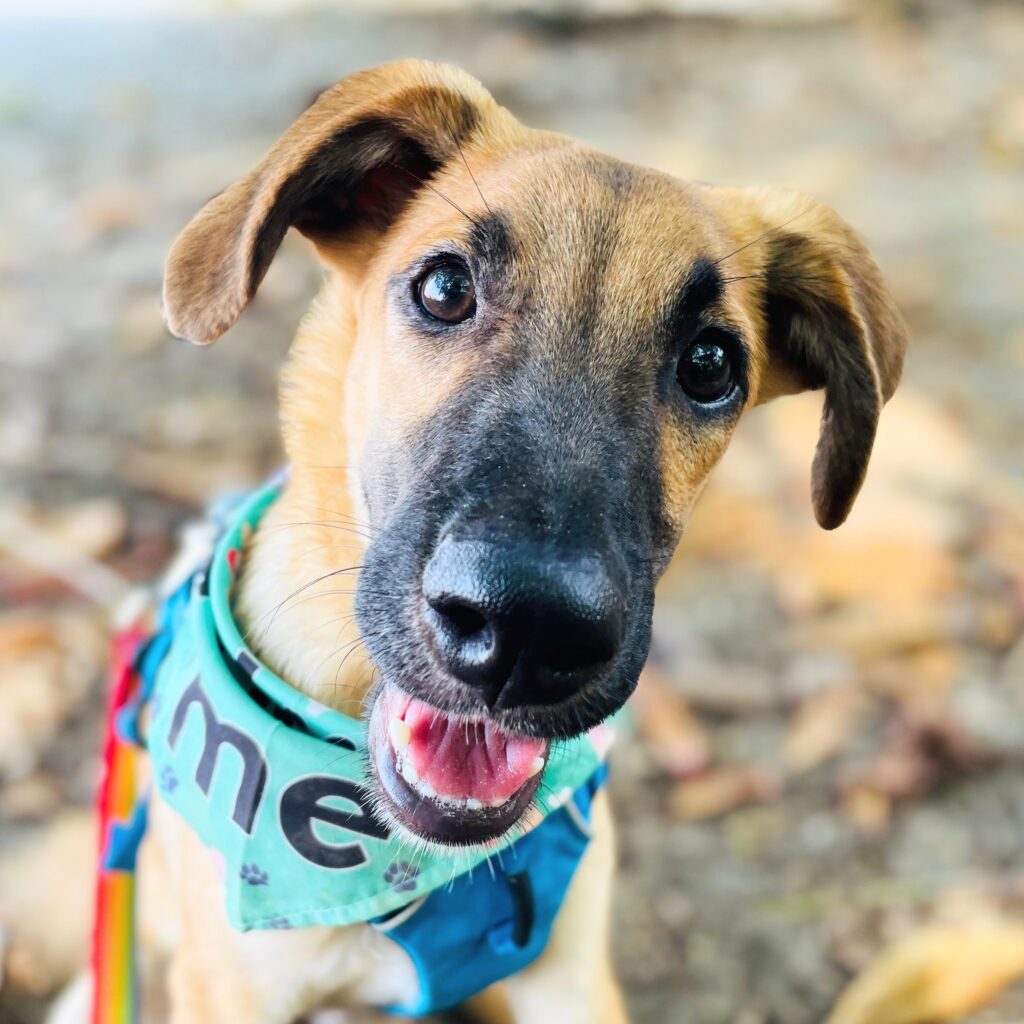 Cute rescued dog