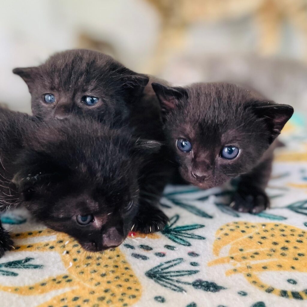kitten rescue