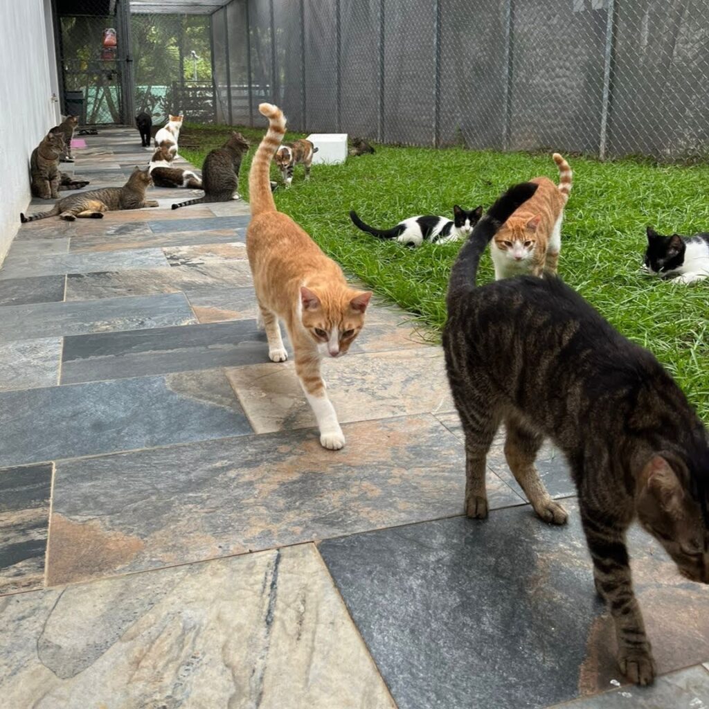 Visit dogs and cats