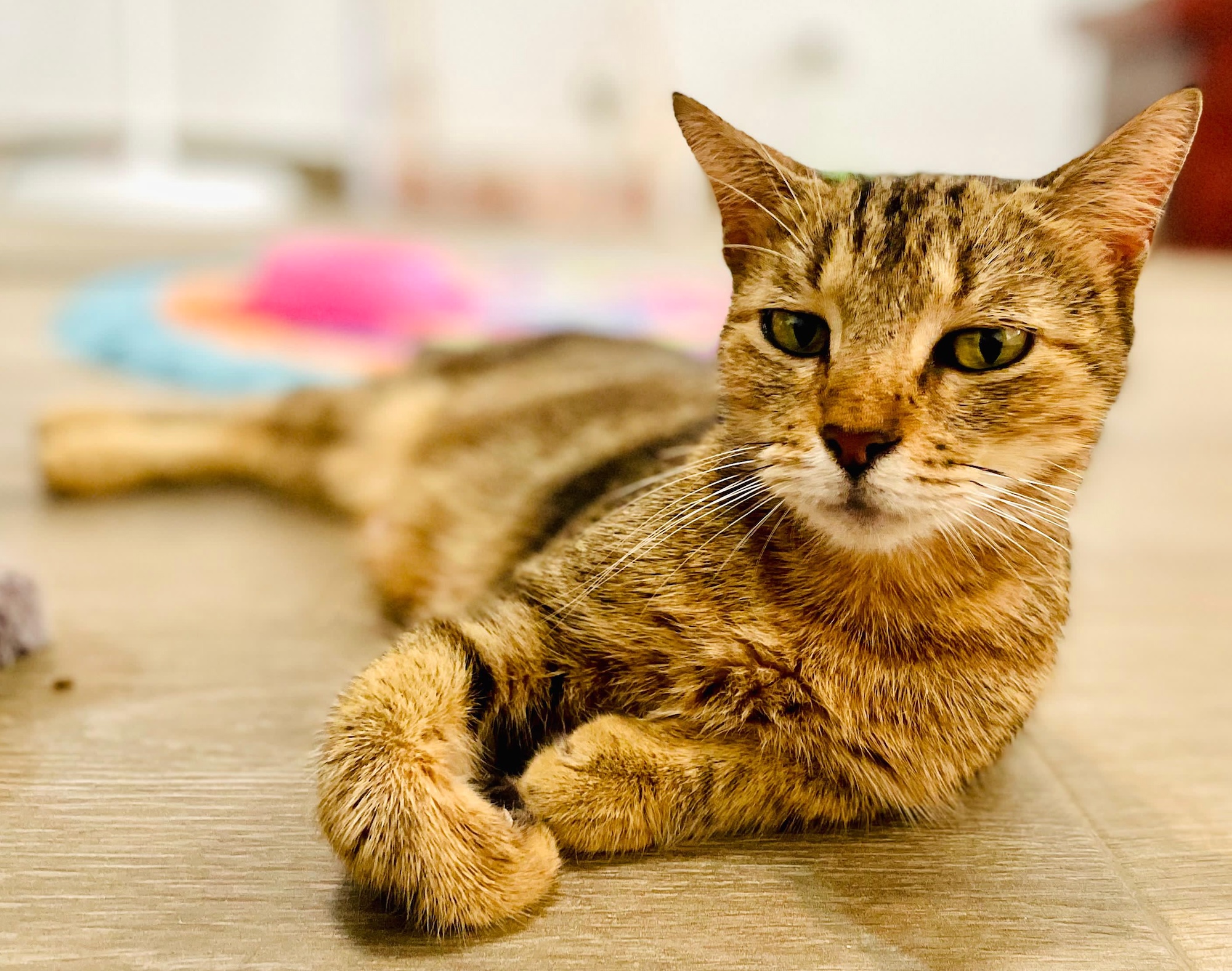 Golden mama tabby cat