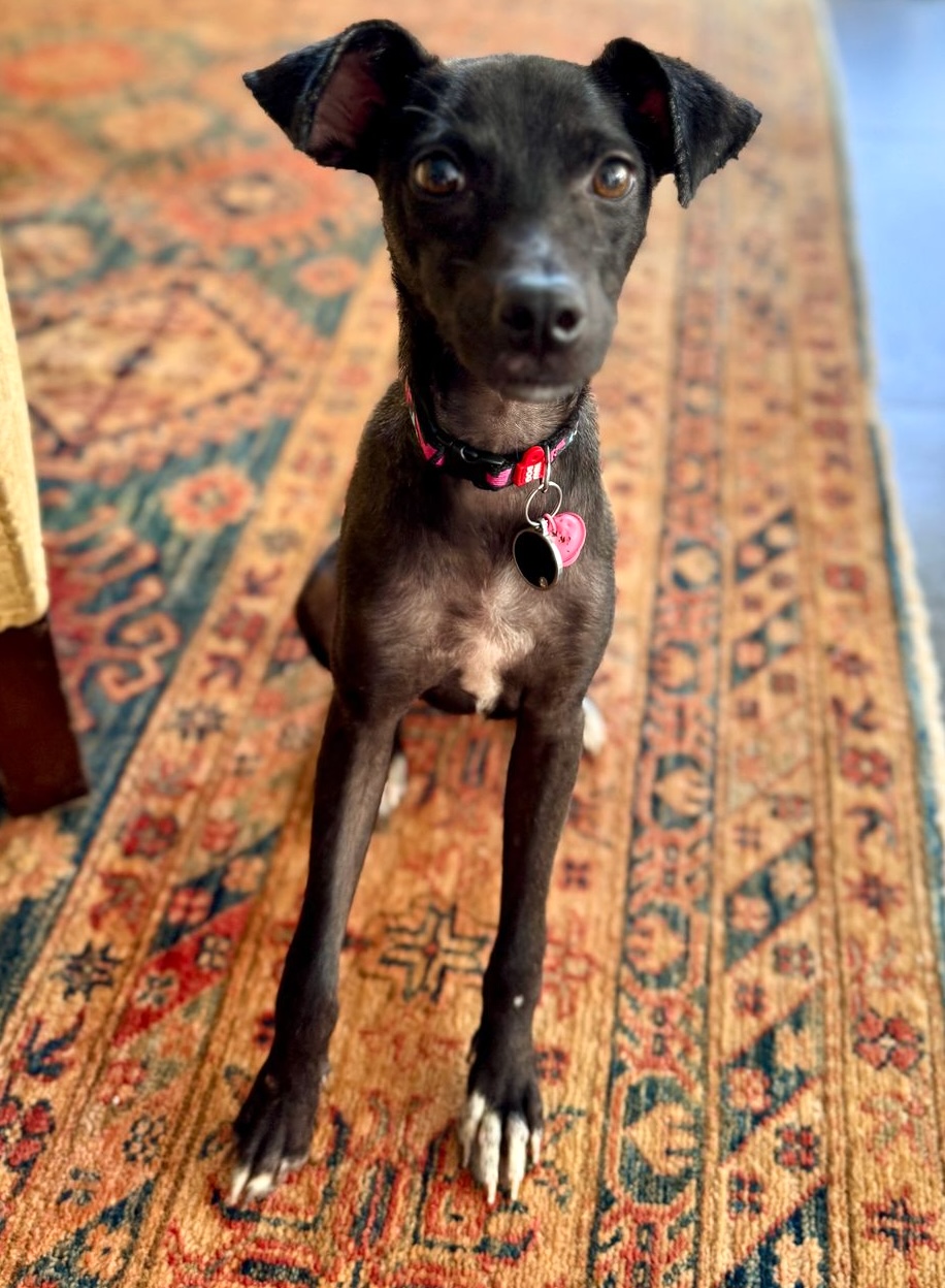 Adorable black dog with white stripe on hand.