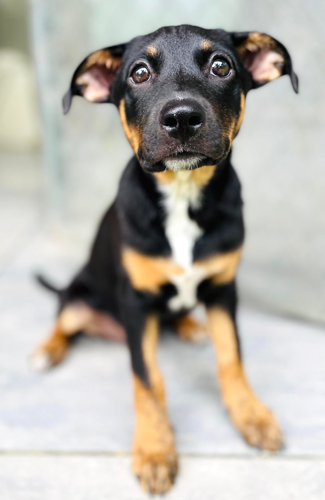 Adorable black and tan dog with tan and white cross on their chest and the cutest ears.