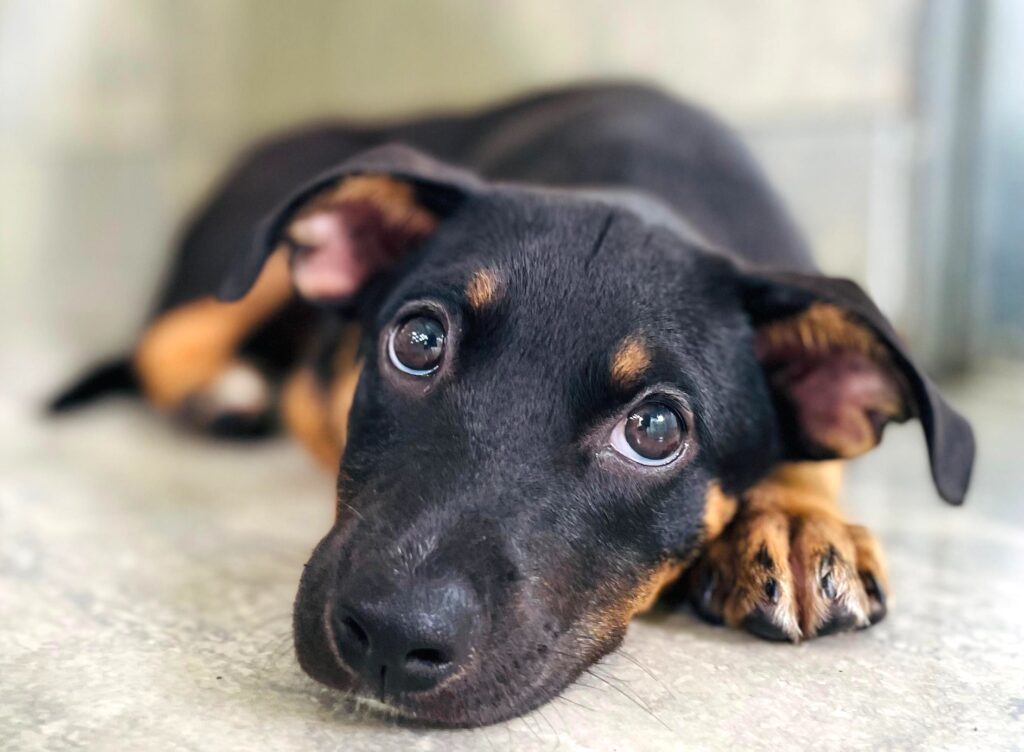 Black and tan pup on the floor looking into your eyes.