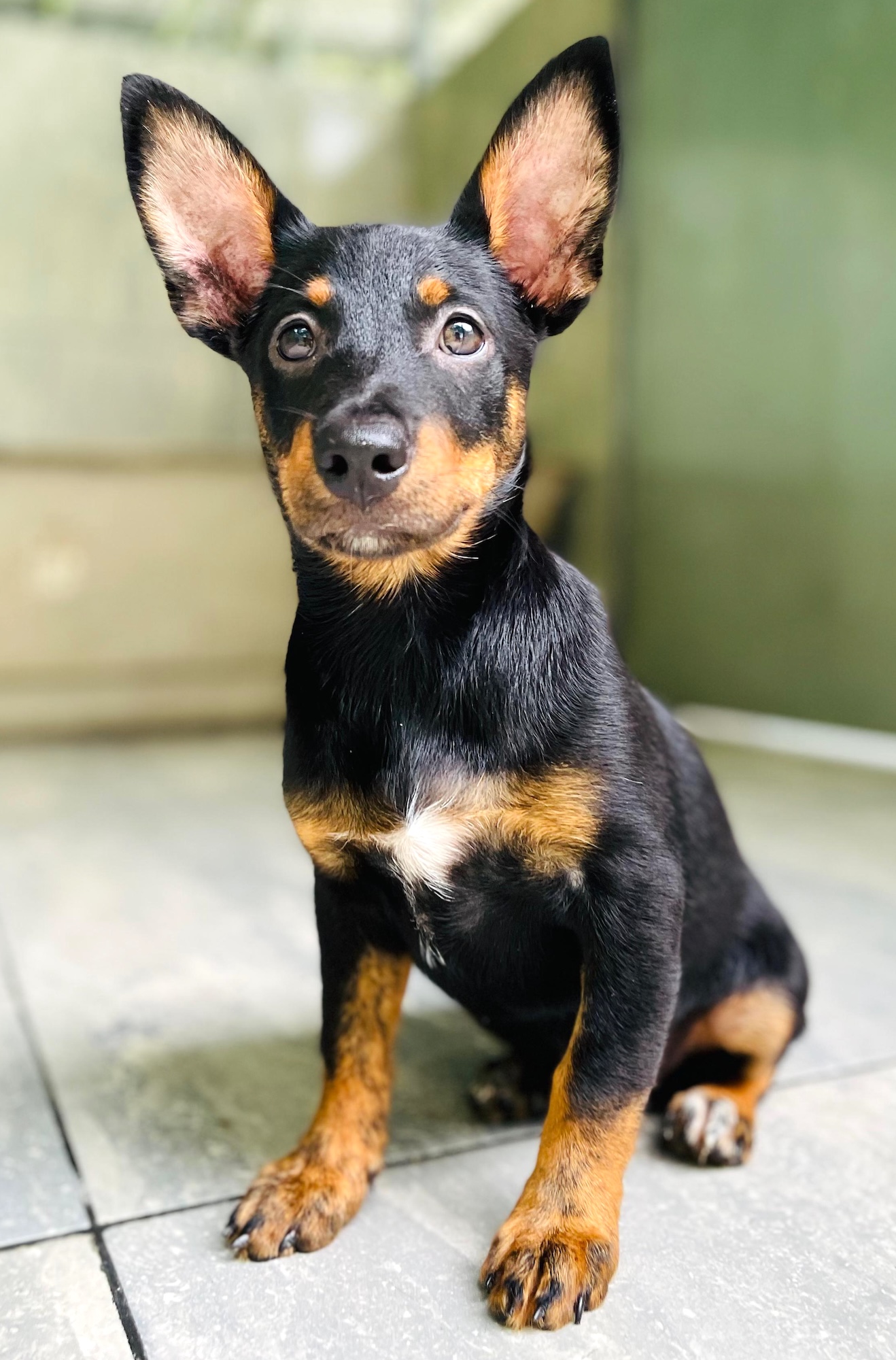 Adorable black and tan dog with white spot on chest. Beautiful ears.