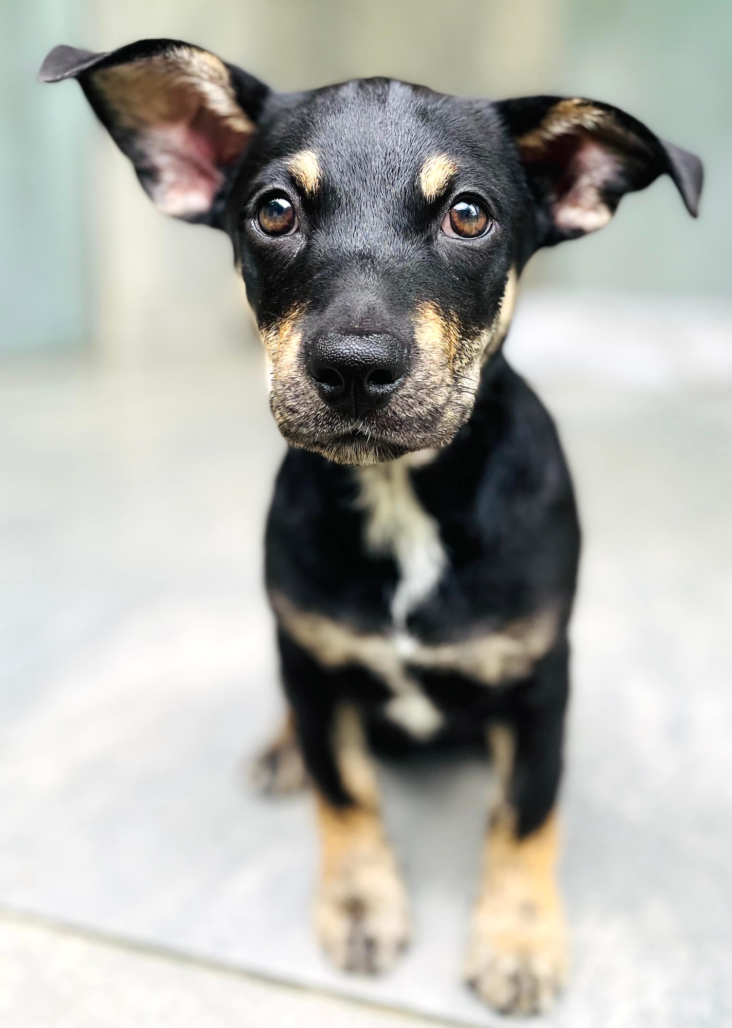 Adorable black down with tan and white markings and cross on its chest. Ears are delightful!