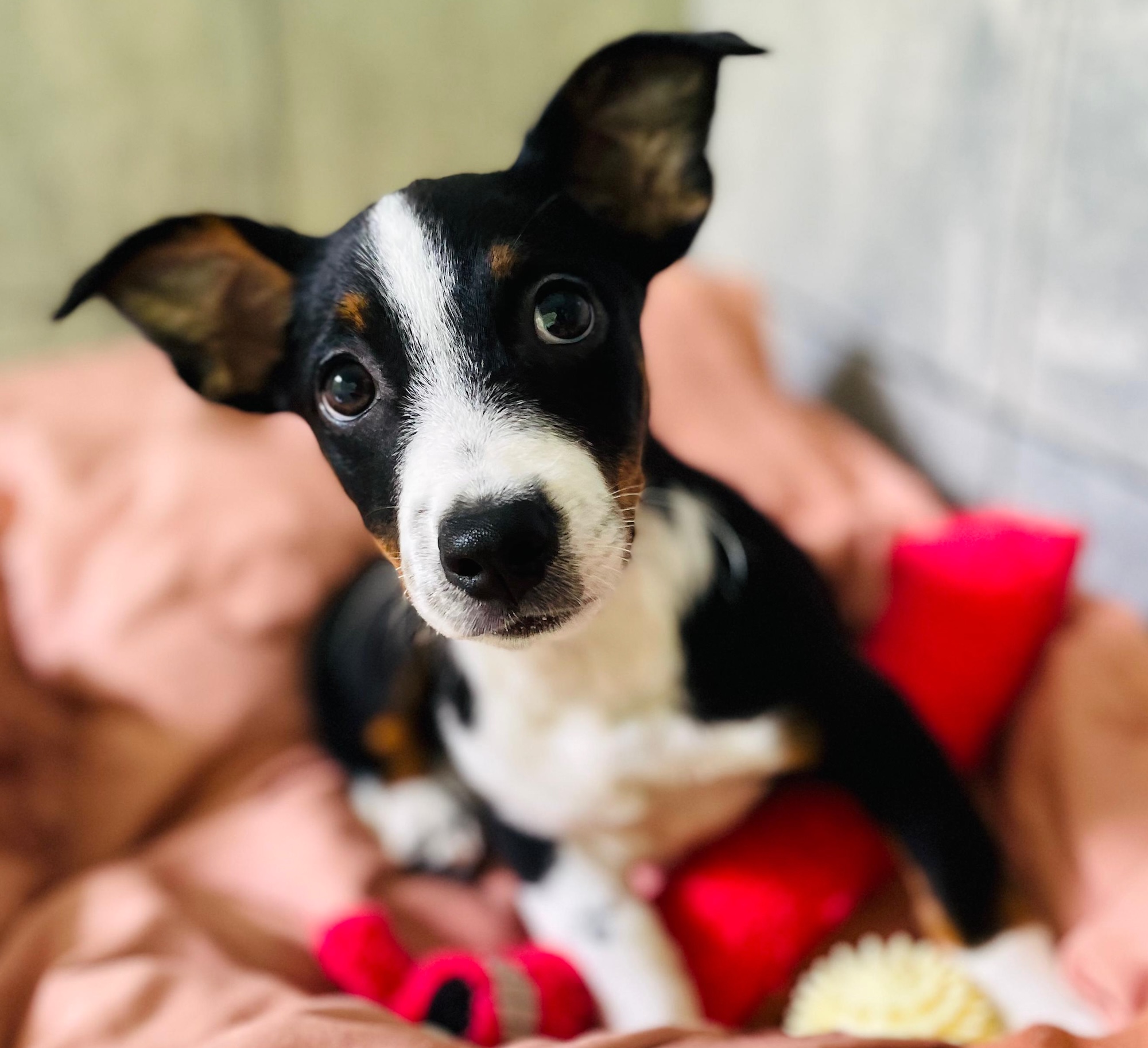 Black and white puppy with adorable ears.