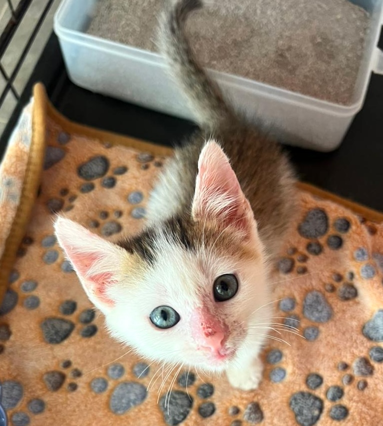 Adorable tabby with beautiful eyes.