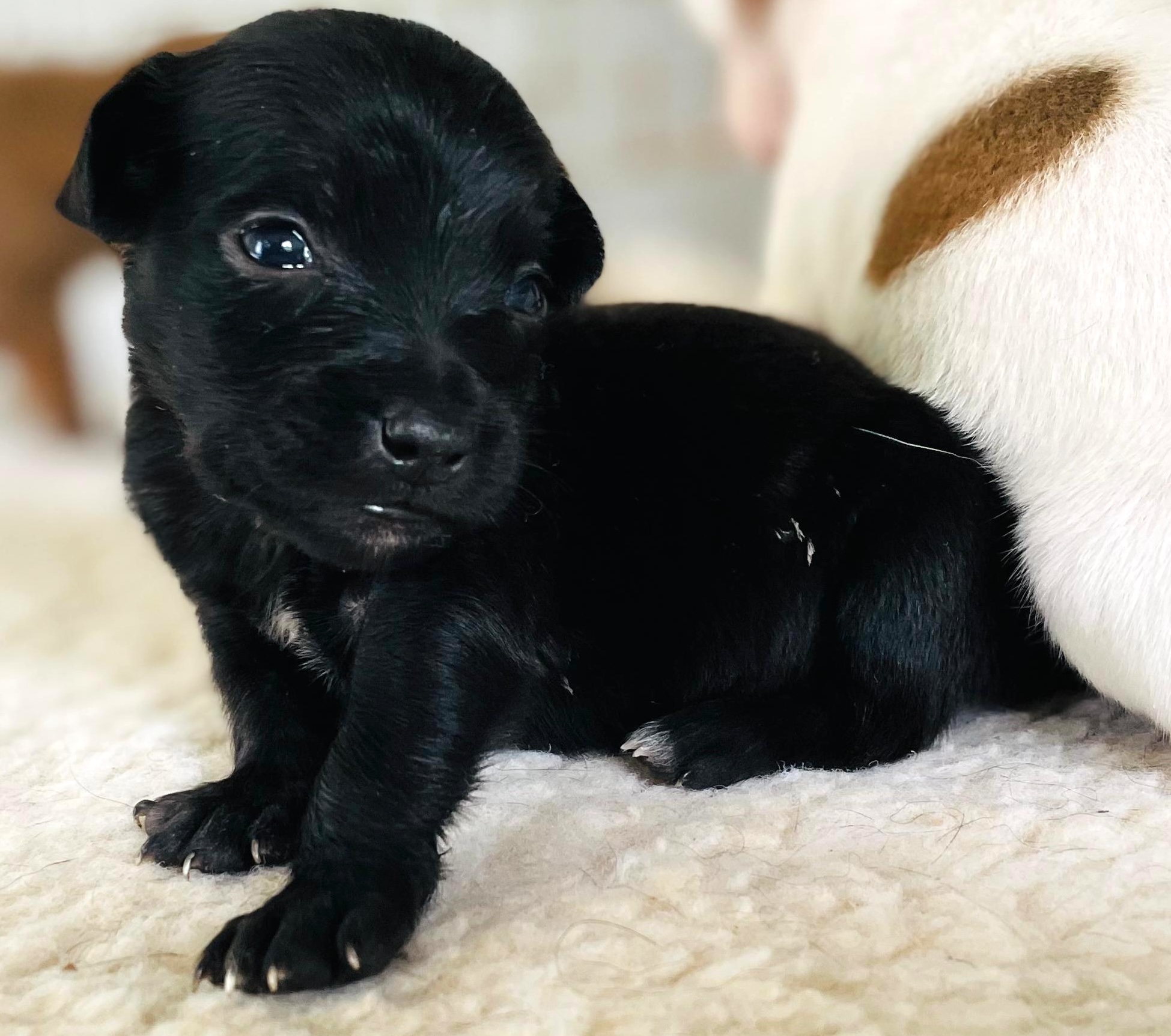 Black dog looking over her shoulder