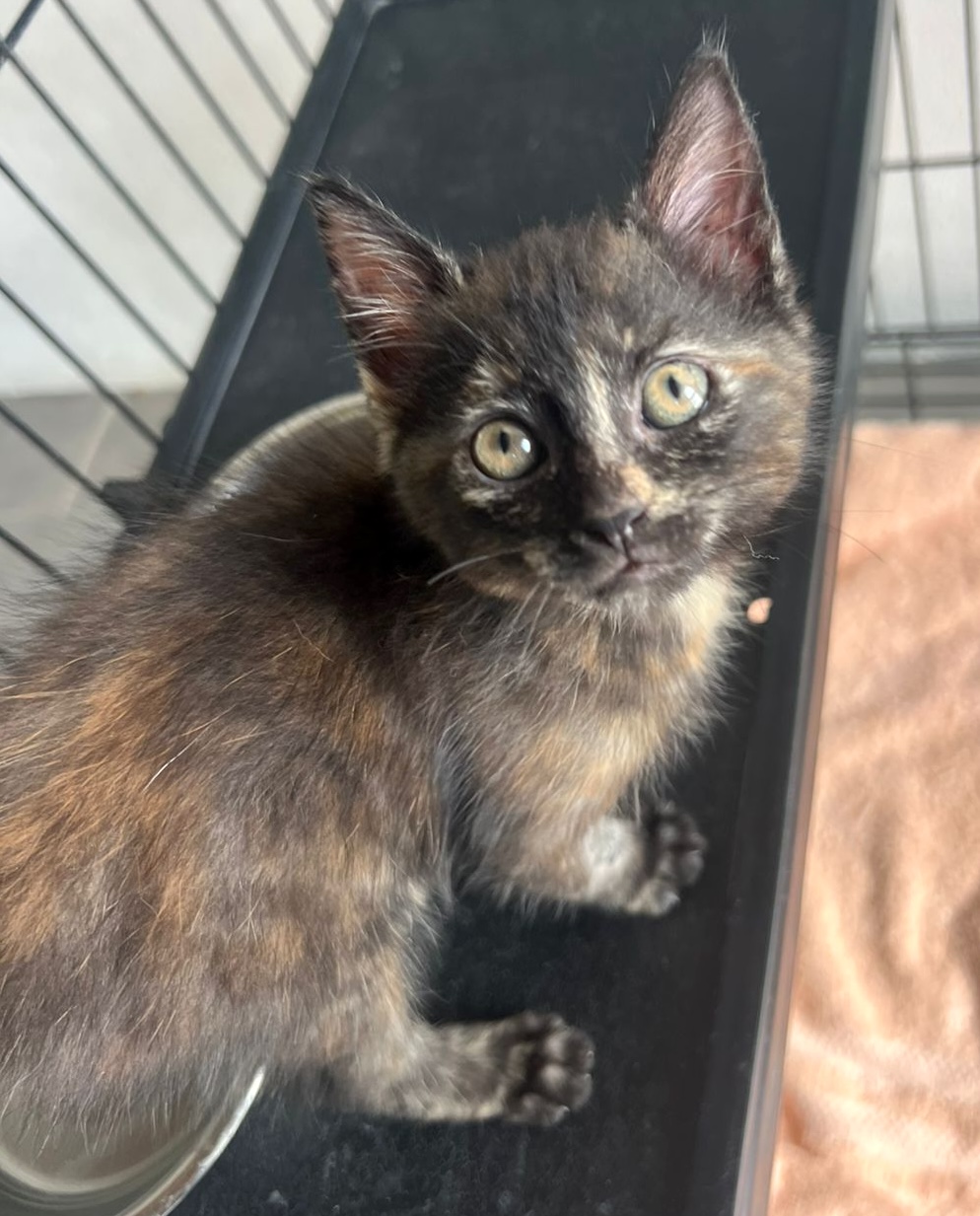 Dark grey tabby with light green eyes.