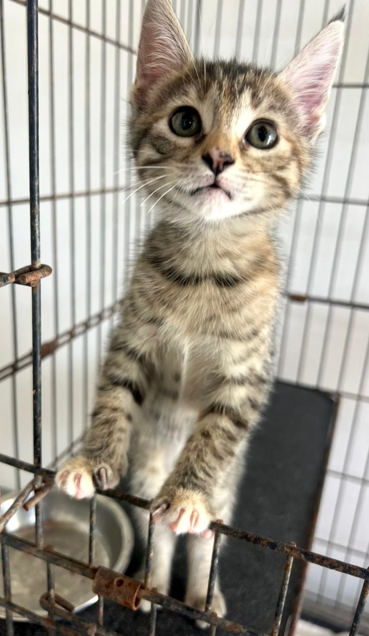 Adorable tabby with some gray stripes