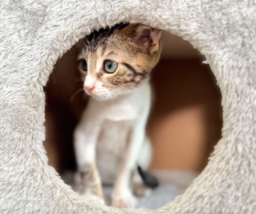 Tapa blanca gatito en un tubo de alfombra