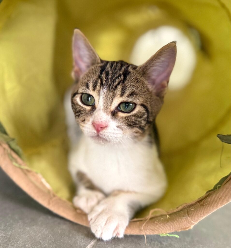 Hermosa tabby gatito en un tubo de pensamiento