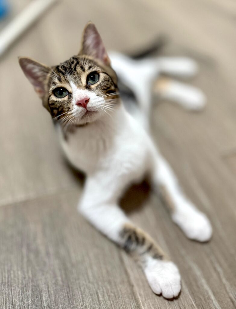 Gato blanco y gris tabby