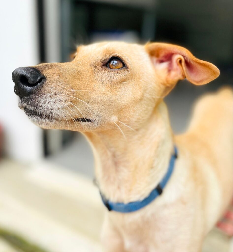 Golden dog looking up