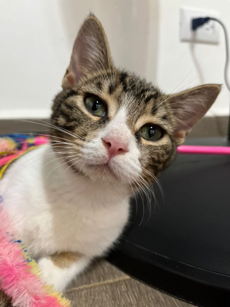 Hermosa alerta gato Catabunga