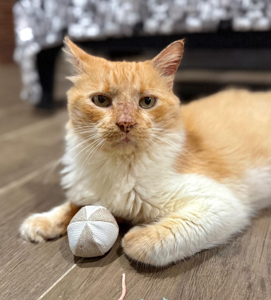 Beautiful fluffy yellow tabby.