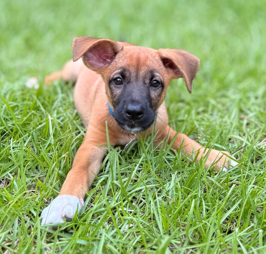 Tan puppy with adorable ears splooting in the grass.