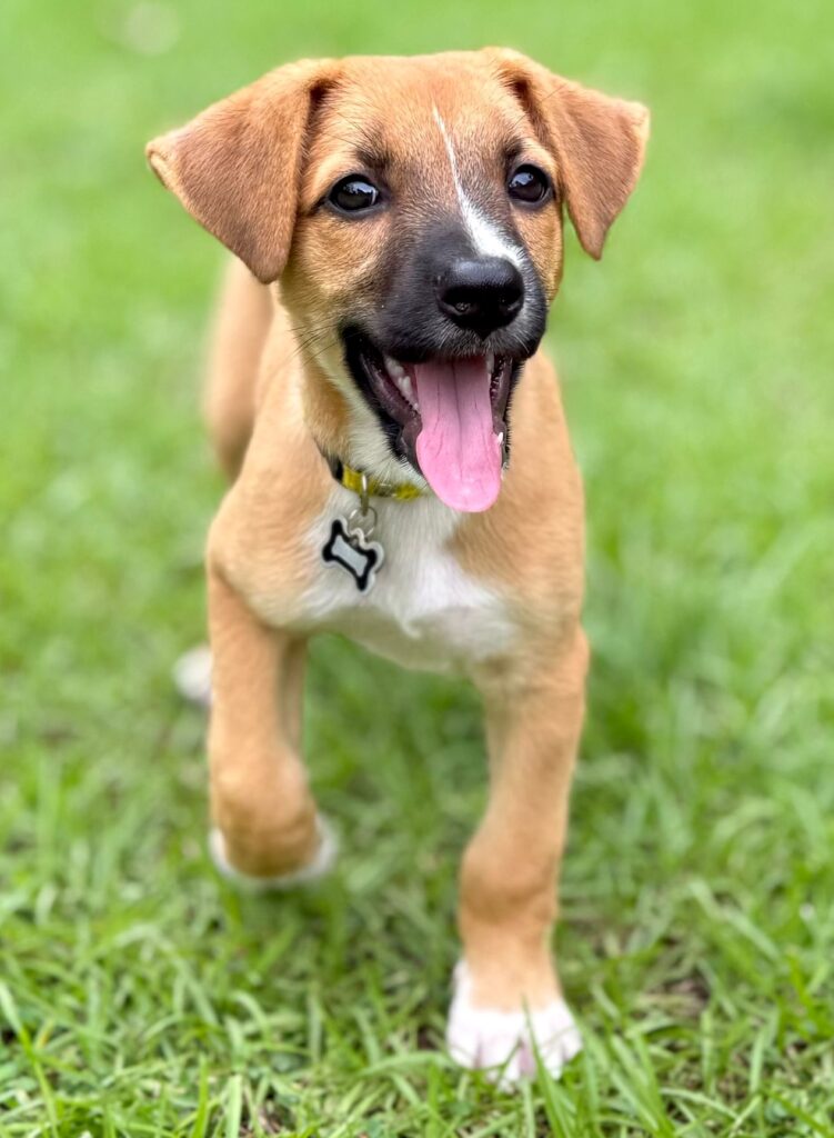 Un cachorro con lengua colgando.