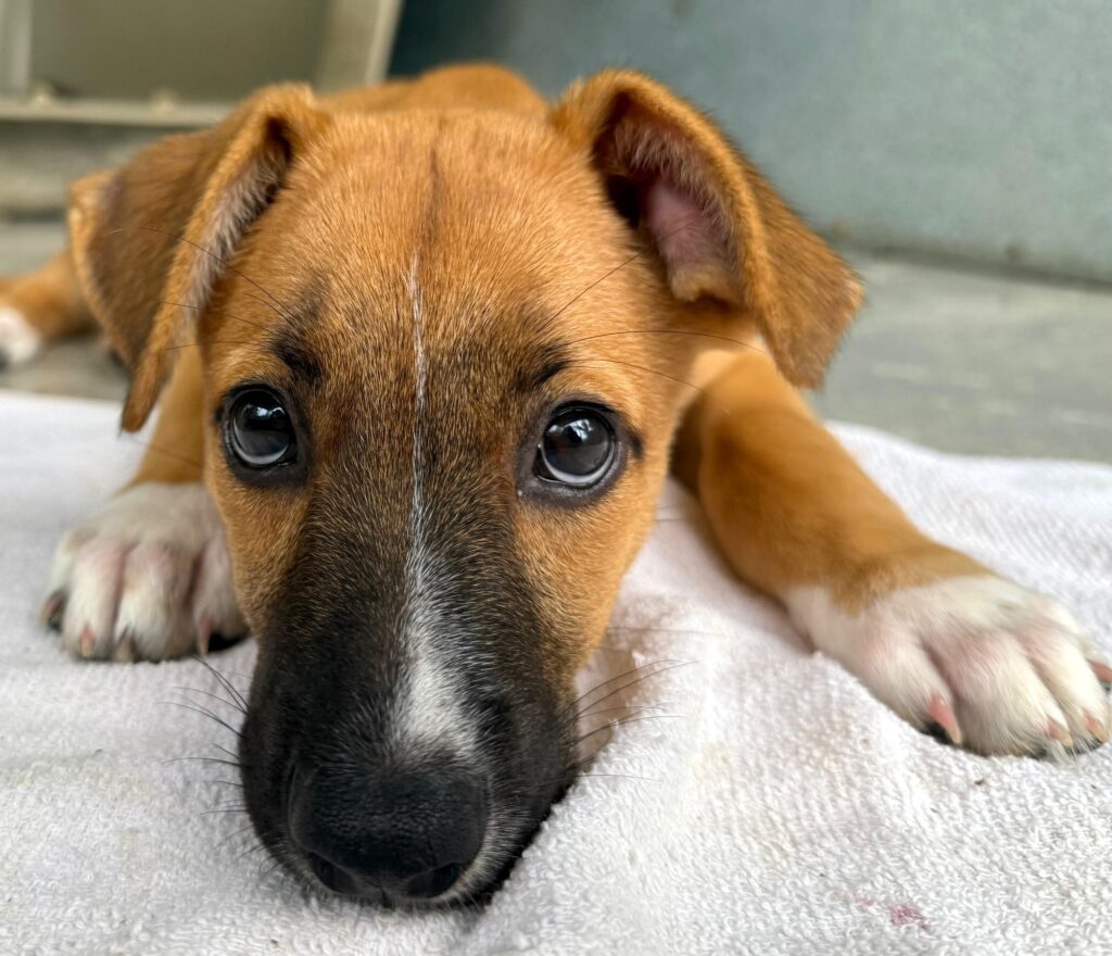 Adorable perro marrón con raya blanca en la nariz.