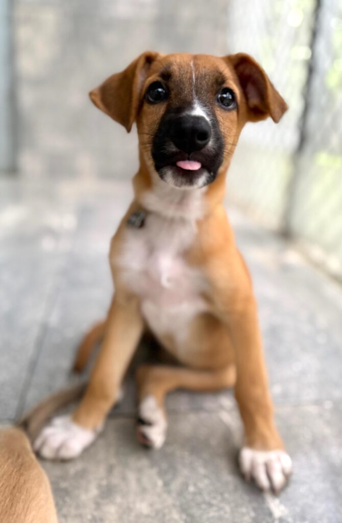 Tan cachorro sentado de una manera atenta