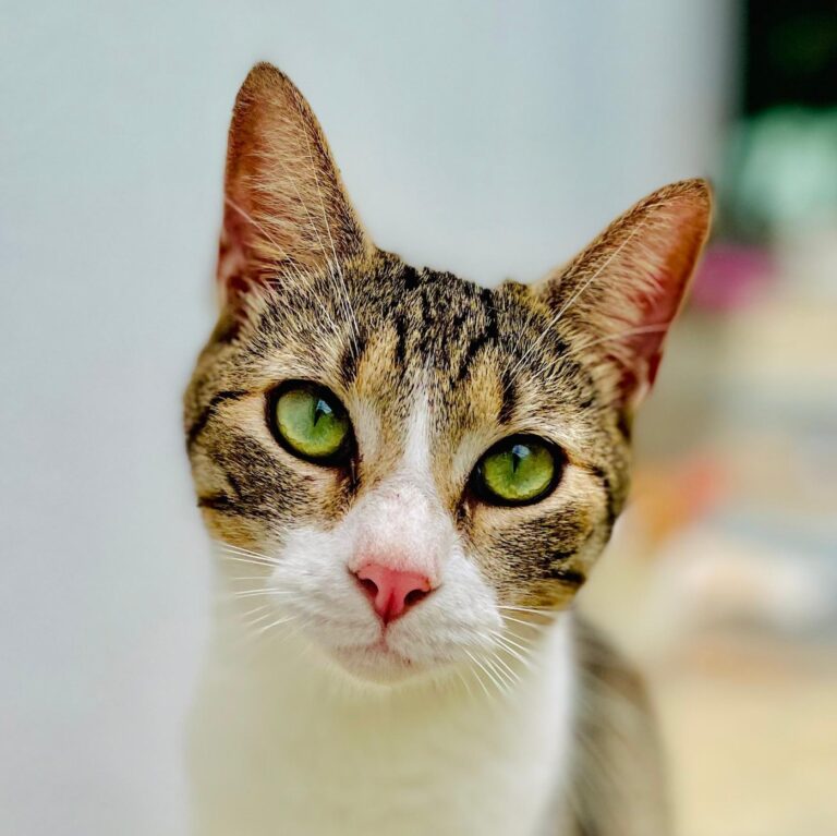 Peter with pond green eyes
