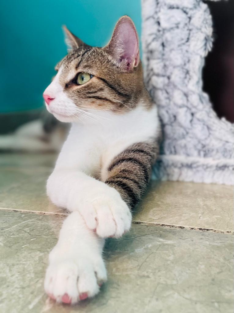 Blanco y sábano gato Peter piernas cruzadas, buena suerte!