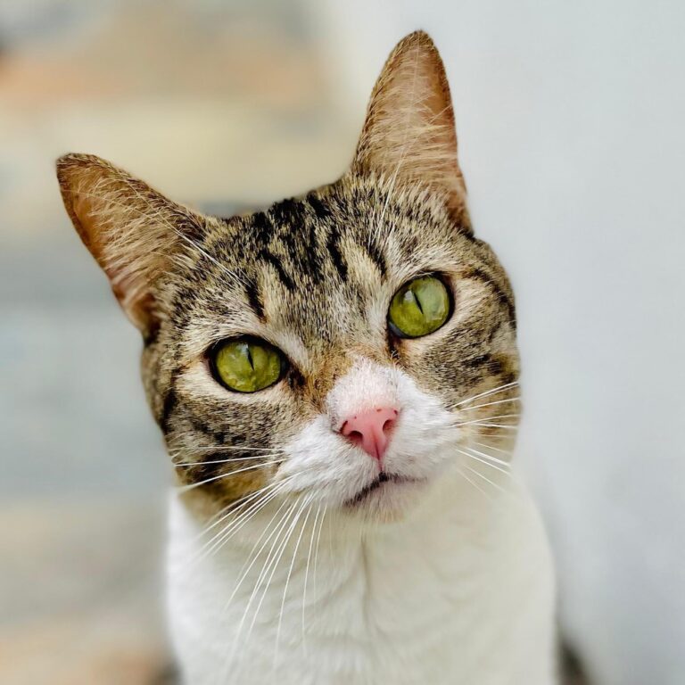 Cat Paul with the most unusual eyes. When you look into his eyes it is like looking into mini ponds.
