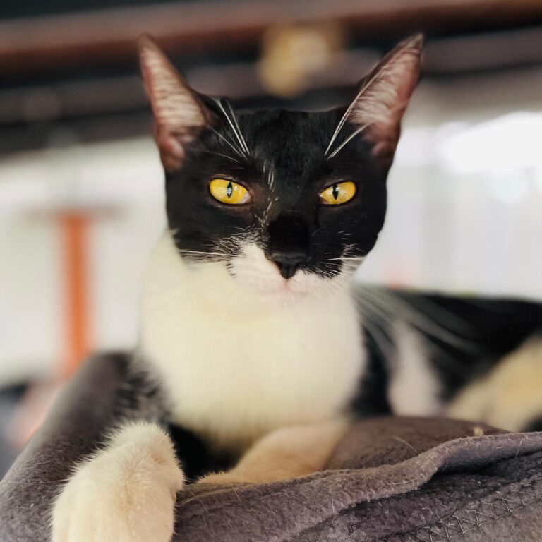 Hermoso gato de esmoquin Polly saltando en su perca en el refugio