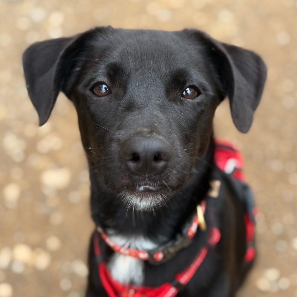 Young black dog with white on chin and chest, soulful brown eyes