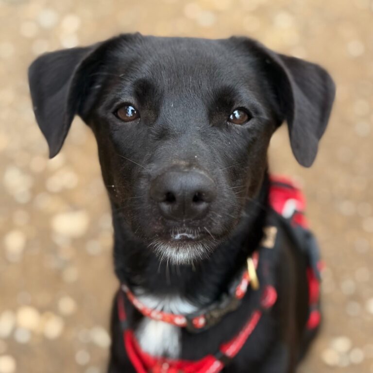 Young black dog with white on chin and chest, soulful brown eyes