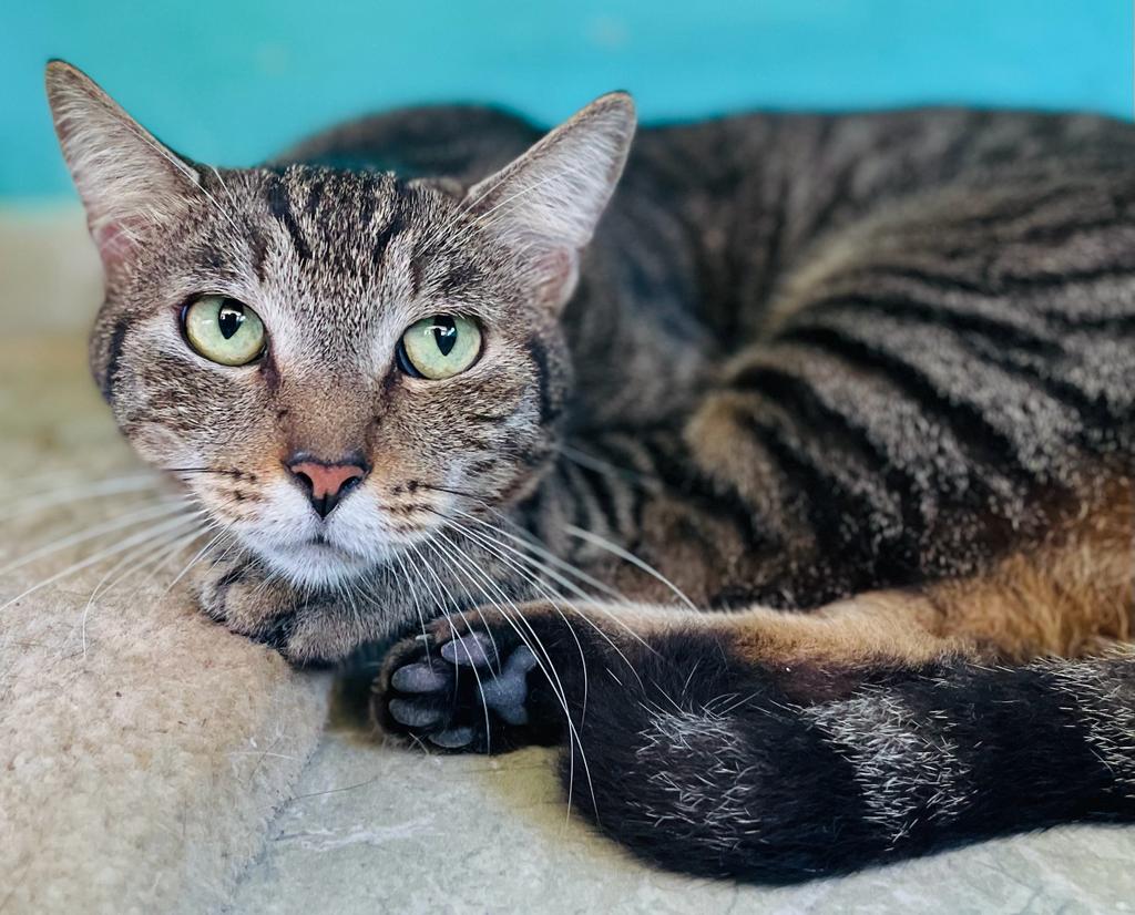 Beautiful tabby with pale green eyes