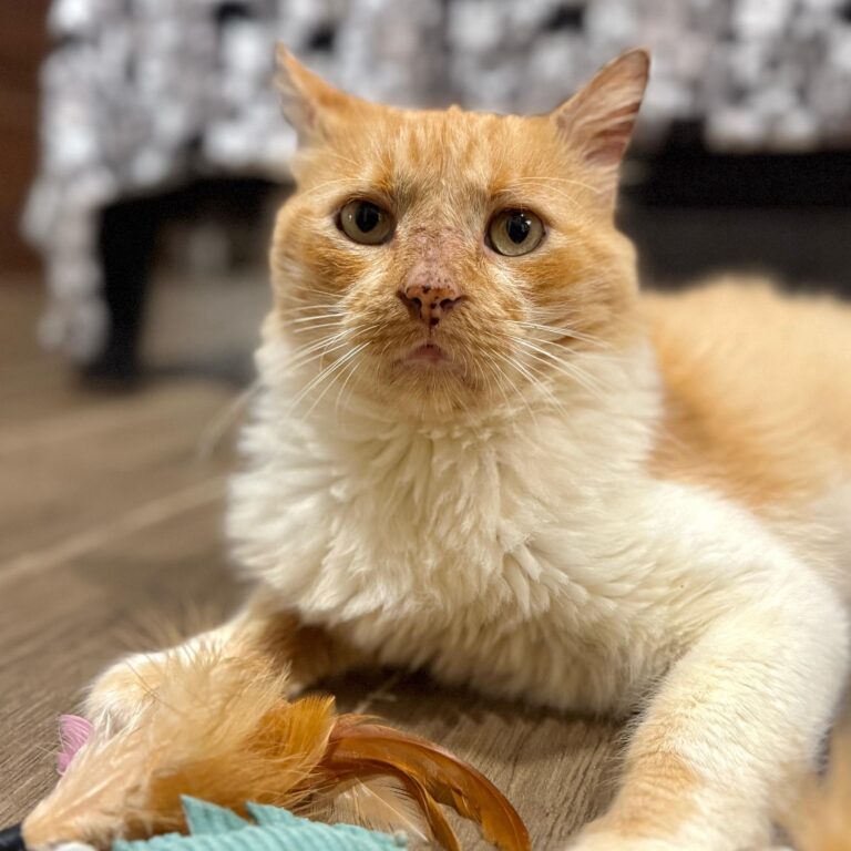 Handsome ginger cat