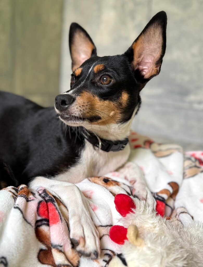 Perro negro y marrón con pecho blanco