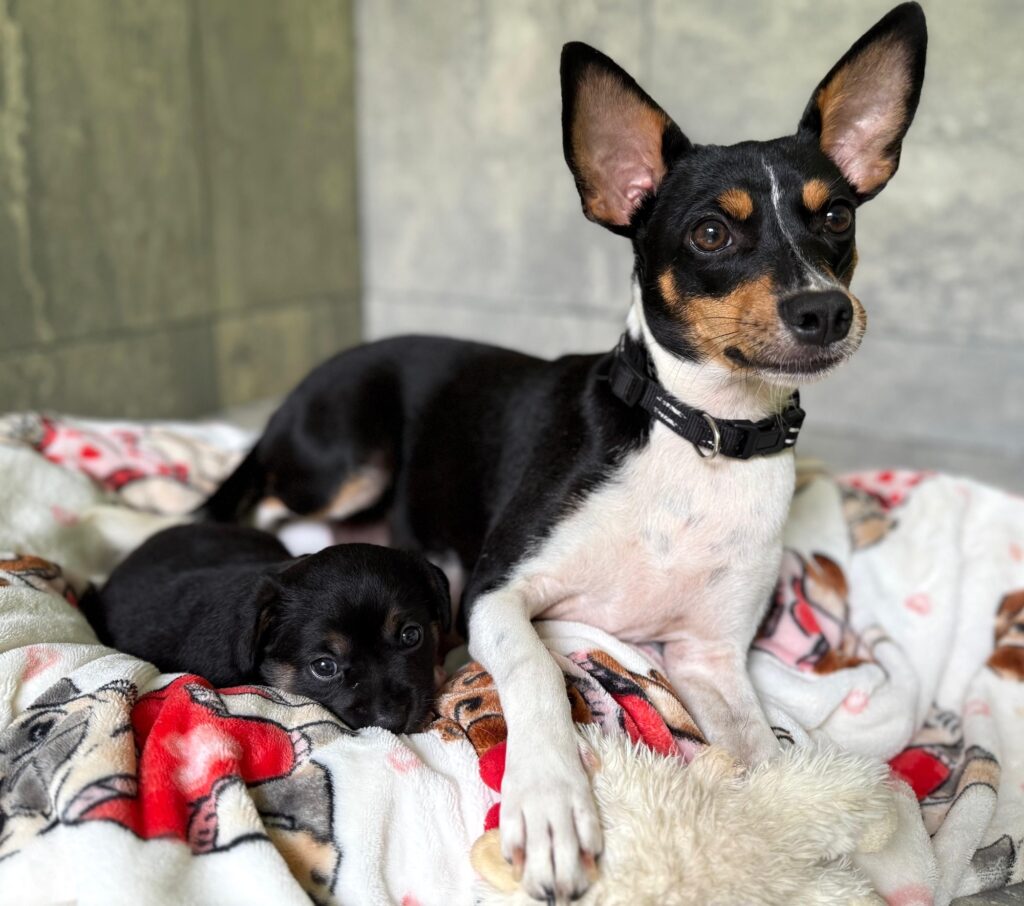 Hermosa mamá acostada con su cachorro negro.