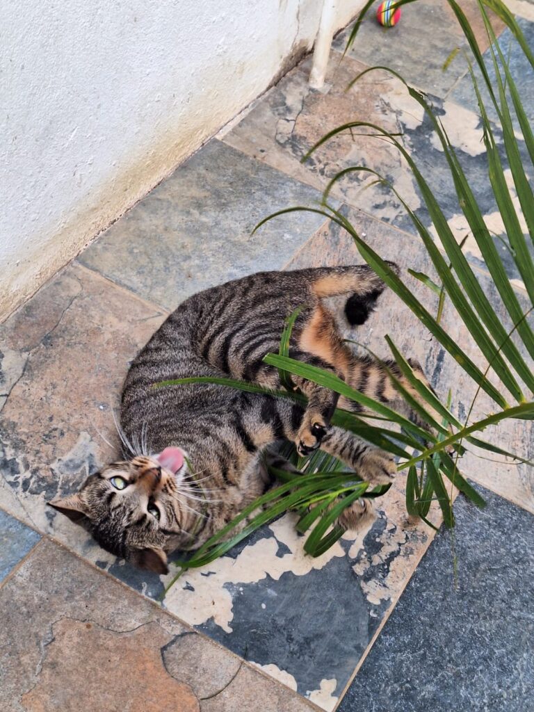 Cat Barbie playing