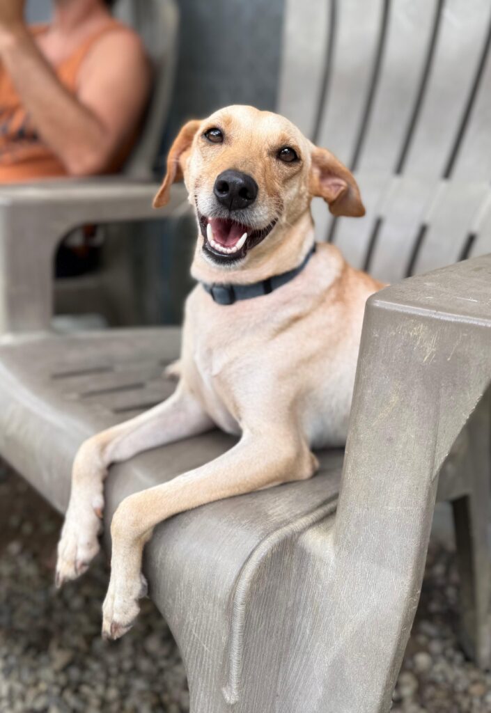 Dog Dulce happy and content on chair