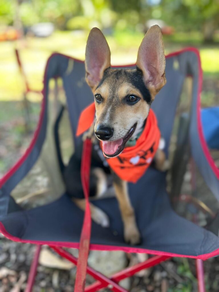 Perro con hermosa cara mirando hacia fuera