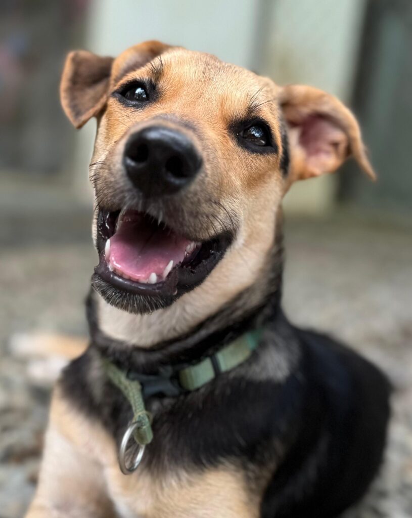 Puppy Mocha sonriendo a la cámara
