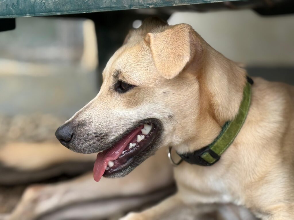 Blond dog profile